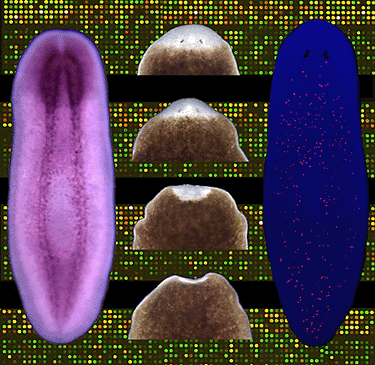 Figure 1: Regenerative capacities of the planarian...